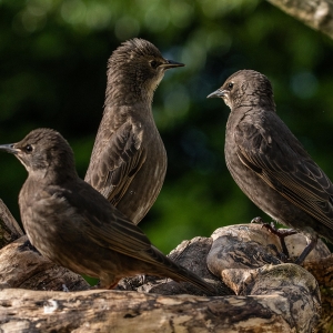 Redwell   27 05 2020   D500   Les 227.jpg